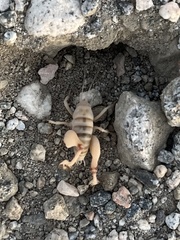 Macrobaenetes valgum