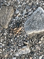 Macrobaenetes valgum