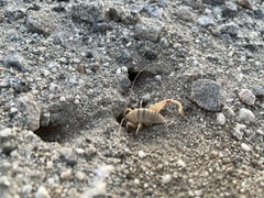 Macrobaenetes valgum