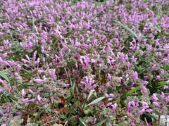 Lamium amplexicaule