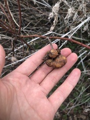 Diplolepis variabilis