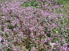 Lamium amplexicaule