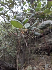 Cercocarpus traskiae