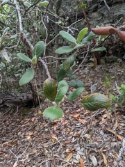 Cercocarpus traskiae