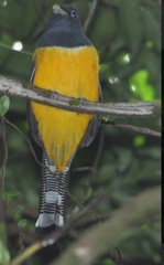 Trogon rufus chrysochloros