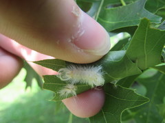 Halysidota tessellaris