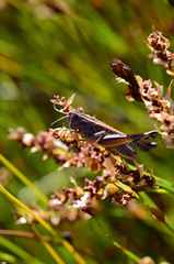 Eyprepocnemis plorans