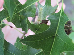 Halysidota tessellaris