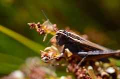 Eyprepocnemis plorans