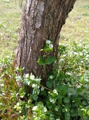 Stellaria media