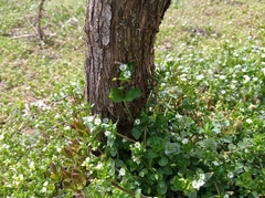 Stellaria media