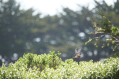 Haemorhous purpureus californicus