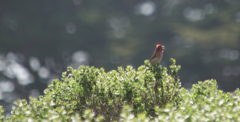 Haemorhous purpureus californicus