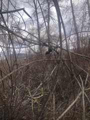 Diplolepis variabilis