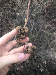 Diplolepis variabilis