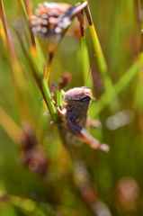 Eyprepocnemis plorans