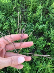 Bothriochloa bladhii