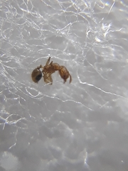 Pheidole parva