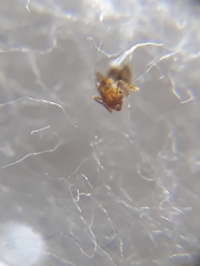 Pheidole parva