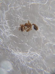 Pheidole parva