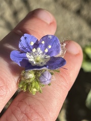 Phacelia viscida