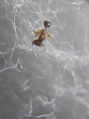 Pheidole parva
