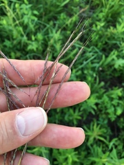 Bothriochloa bladhii
