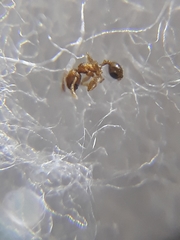 Pheidole parva