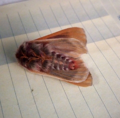 Hemileuca rubridorsa