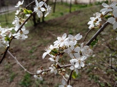 Prunus cerasifera