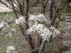 Prunus cerasifera