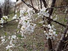 Prunus cerasifera