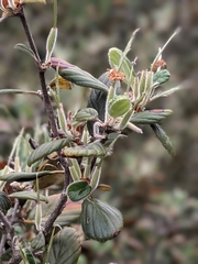 Cercocarpus traskiae