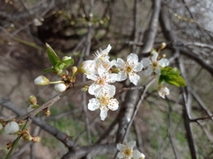 Prunus cerasifera