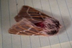 Hemileuca rubridorsa