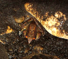 Limnonectes leporinus