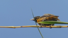 Icterus spurius