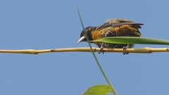 Icterus spurius