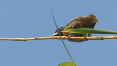 Icterus spurius