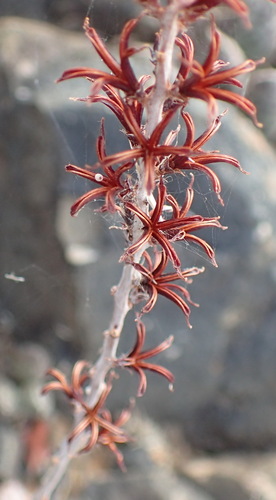 Adromischus cooperi (Adromischus cooperi)