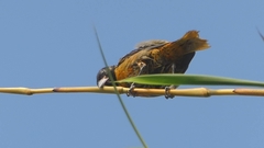 Icterus spurius