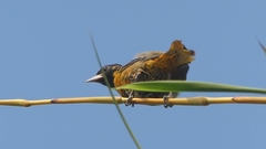 Icterus spurius