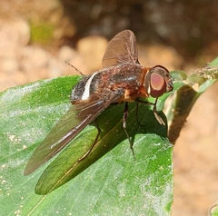 Ligyra tantalus