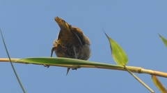 Icterus spurius