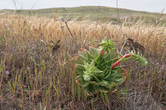 Dudleya candelabrum