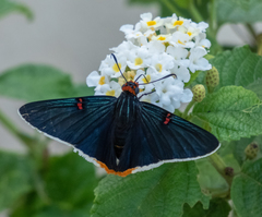 Phocides polybius phanias