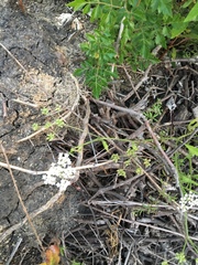 Limnosciadium pumilum