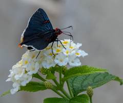 Phocides polybius phanias