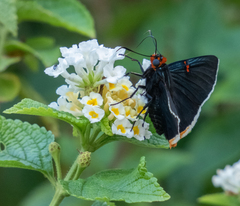 Phocides polybius phanias