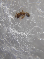 Pheidole parva